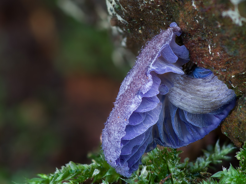 Entoloma euchroum